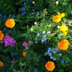 Partial Shade Wildflower Seed Mix -Plant Sale Store partial shade wildflower mix 1