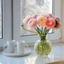 Pastel Ranunculus Mix -Plant Sale Store pastel ranunculus mix pastel persian buttercup mix window still vase