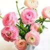 Pastel Ranunculus Mix -Plant Sale Store pastel ranunculus mix vase pink peach white