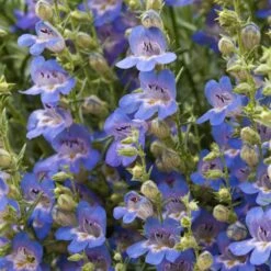 Blue Lips Penstemon -Plant Sale Store penstemon blue lips beardtongue