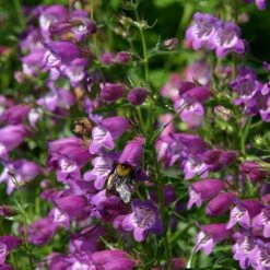 Pike's Peak Purple® Penstemon -Plant Sale Store penstemon mexicali pikes peak flowers pollinator