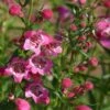 Red Rocks® Penstemon -Plant Sale Store penstemon mexicali red rocks 75796p 2