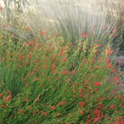 Pineleaf Penstemon 8 Pineleaf Penstemon -Plant Sale Store penstemon pinifolious with nassella cropped