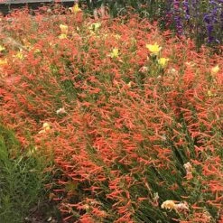 Luminous Pineleaf Penstemon -Plant Sale Store penstemon pinifolius luminous