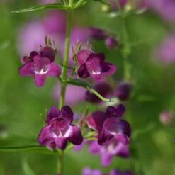 Pike's Peak Purple® Penstemon -Plant Sale Store penstemon x mexicali pikes peak purple pathayward plant select cropped