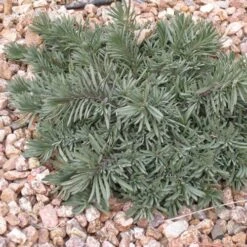 Blue Lips Penstemon -Plant Sale Store penstemon blue lips 78798 3 web