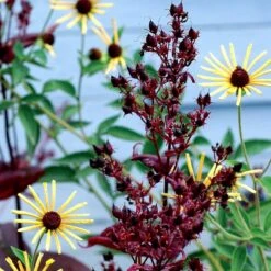 Dark Towers Penstemon -Plant Sale Store penstemon dark towers 3b
