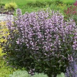 Dark Towers Penstemon -Plant Sale Store penstemon dark towers walters gardens cropped