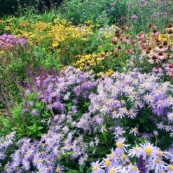 High Country Meadow Native Wildflower Seed Mix -Plant Sale Store perennial garden hcg native mix