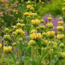 Hardy Jerusalem Sage (Phlomis) -Plant Sale Store phlomis russeliana lampwick plant jerusalum sage 2
