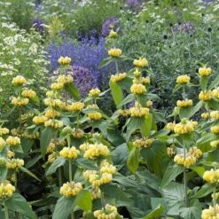 Hardy Jerusalem Sage (Phlomis) -Plant Sale Store phlomis russeliana lampwick plant jerusalum sage 4