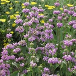 Kashmir False Sage (Phlomis) -Plant Sale Store phlomis cashmeriana 77103 1 web