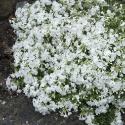 Snowflake Creeping Phlox -Plant Sale Store phlox subulata snowflake 3
