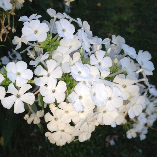 David Garden Phlox 5 David Garden Phlox - Image 3