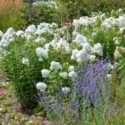 David Garden Phlox 9 David Garden Phlox -Plant Sale Store phlox david and perovskia 2 1 1