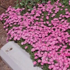 Perfect Pink Santa Fe Phlox 6 Perfect Pink Santa Fe Phlox -Plant Sale Store phlox nana perfect pink 77114 2 web 1