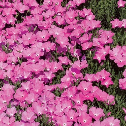 Perfect Pink Santa Fe Phlox 3 Perfect Pink Santa Fe Phlox