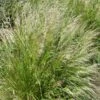 Pixie Fountain Tufted Hair Grass
