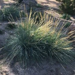 Mini Oat Grass (Poa) -Plant Sale Store poa secunda var juncifolia garden growing