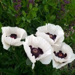 Royal Wedding Oriental Poppy -Plant Sale Store poppy royal wedding and baptisia twilight ablanton