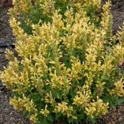 Poquito™ Butter Yellow Agastache 9 Poquito™ Butter Yellow Agastache -Plant Sale Store poquito butter yellow agastache 3