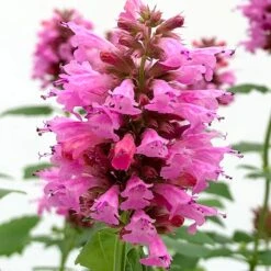 Poquito™ Lavender Agastache -Plant Sale Store poquito lavender agastache close up