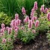 Poquito™ Lavender Agastache -Plant Sale Store poquito lavender agastache garden