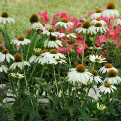 PowWow® White Echinacea 8 PowWow® White Echinacea -Plant Sale Store pow wow white echinacea