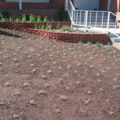 Prestige™ Buffalo Grass Plugs 10 Prestige™ Buffalo Grass Plugs -Plant Sale Store prestige just planted plugs close 1