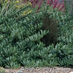Pawnee Buttes® Sand Cherry (Prunus) -Plant Sale Store prunus besseyi pawnee buttes4 1