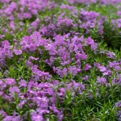 Purple Beauty Creeping Phlox -Plant Sale Store purple beauty creeping phlox groundcover 4