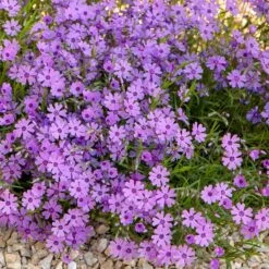 Purple Beauty Creeping Phlox -Plant Sale Store purple beauty creeping phlox rock garden
