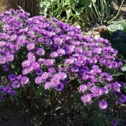 Purple Dome New England Aster 7 Purple Dome New England Aster -Plant Sale Store purple dome ne aster 3