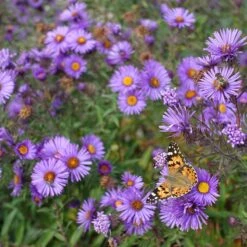 Purple Dome New England Aster 8 Purple Dome New England Aster -Plant Sale Store purple dome ne aster 4