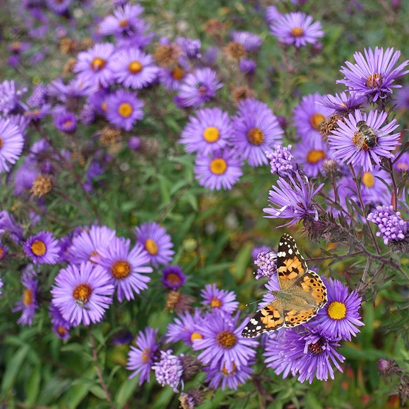 Purple Dome New England Aster 5 Purple Dome New England Aster - Image 4
