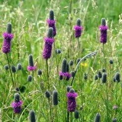 Plant Sale Store -Plant Sale Store purple prairie clover little prairie native mix