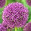 Purple Suze Allium -Plant Sale Store purple suze allium fall flower bulb