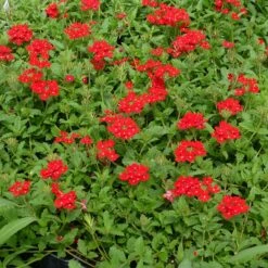 Red Devil Perennial Verbena -Plant Sale Store red devils perennials verbena 2