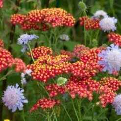Red Velvet Yarrow -Plant Sale Store red velvet yarrow close up