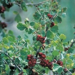 Three-Leaf Sumac (Rhus) -Plant Sale Store rhus trilobata 1 1