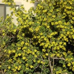 Crandall's Clove Scented Currant (Ribes) 9 Crandall's Clove Scented Currant (Ribes) -Plant Sale Store ribes odoratum crandali close up of flwr