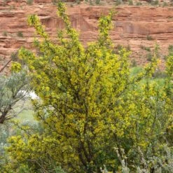 Crandall's Clove Scented Currant (Ribes) 8 Crandall's Clove Scented Currant (Ribes) -Plant Sale Store ribes odoratum crandall mature