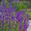 Rocky Mountain Penstemon -Plant Sale Store rocky mountain penstemon strictu