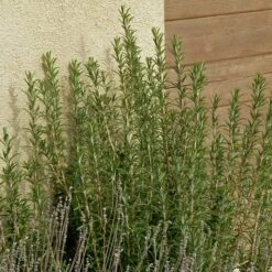 Plant Sale Store -Plant Sale Store rosmarinus officinalis alcalde cold hardy lavandula silver frost web