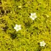 Scotch Moss (Sagina) -Plant Sale Store sagina subulata aurea 1