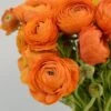Salmon Ranunculus -Plant Sale Store salmon tecolote ranuncuclus orange 1