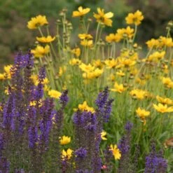 High Country Meadow Native Wildflower Seed Mix -Plant Sale Store salvia coreopsis meadow