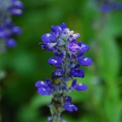 Texas Violet Salvia -Plant Sale Store salvia farinacea texas violet mealy sage