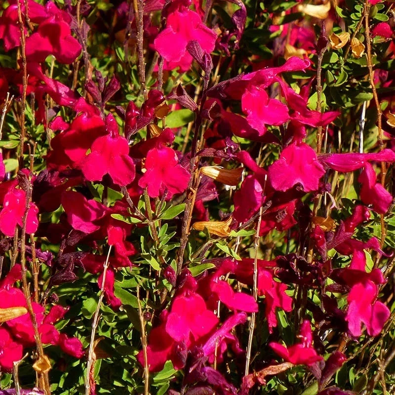 Furman's Red Texas Salvia 4 Furman's Red Texas Salvia - Image 2