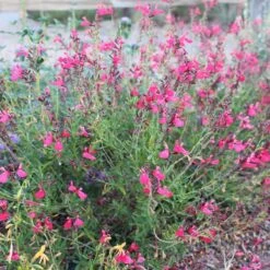 FlowerKisser® Coral-Pink Salvia -Plant Sale Store salvia greggii wwg003 flowerkisser coral pink sage cropped 1